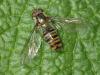 Episyrphus balteatus